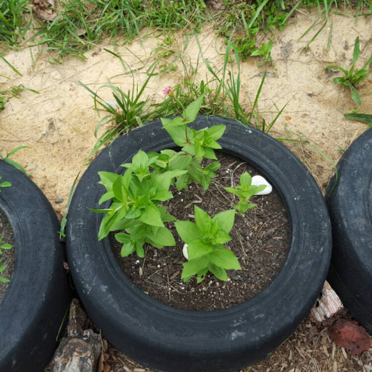 plant image 458731