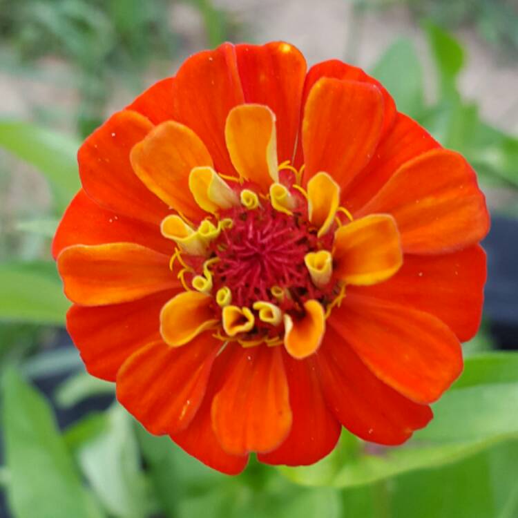 plant image 468058
