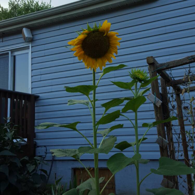 plant image 483358 plant image 483358