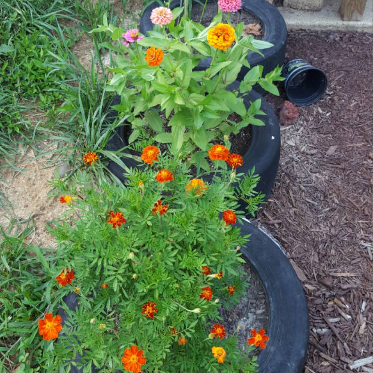 plant image 483359