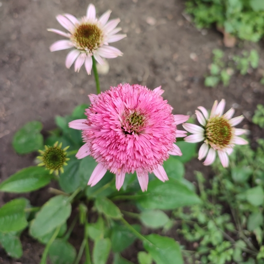 Plant image Echinacea 'Butterfly Kisses'