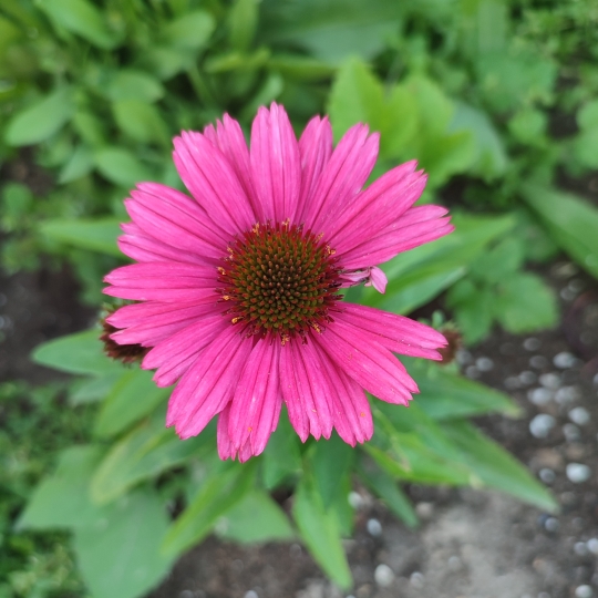 Plant image Echinacea purpurea 'Sensation Pink'