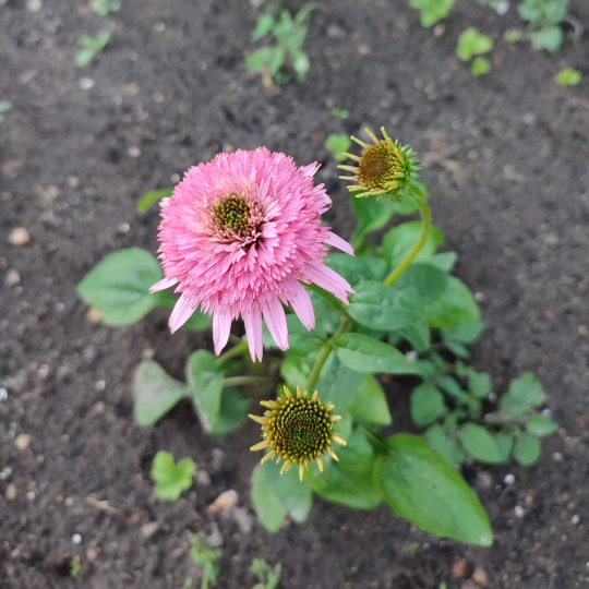 Plant image Echinacea 'Butterfly Kisses'