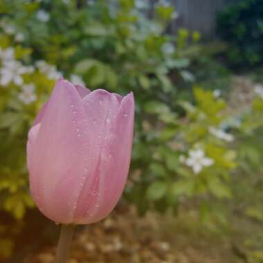 Tulip