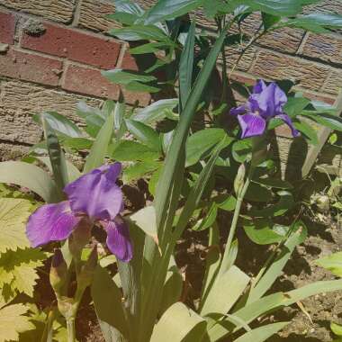 Bearded Iris