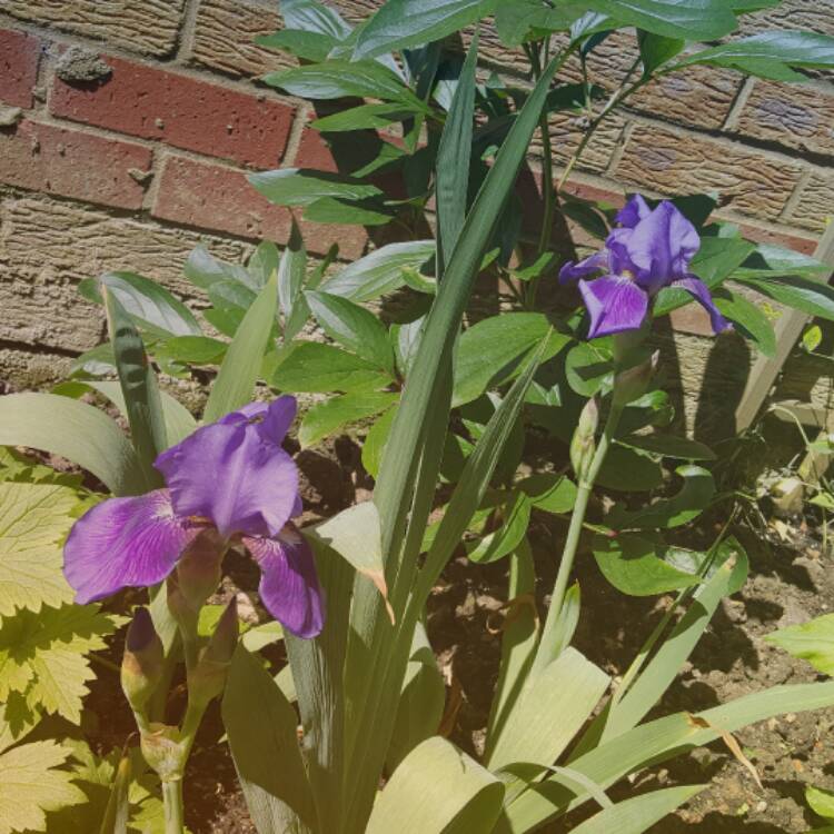 plant image 420500
