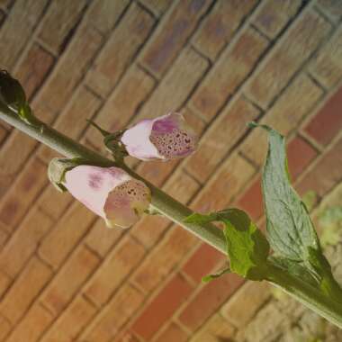 Foxglove