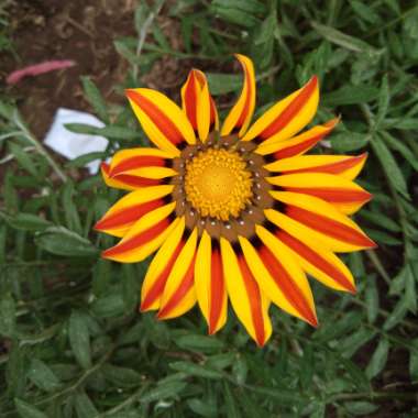 Treasure Flower