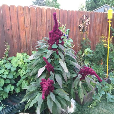 Lynda's garden