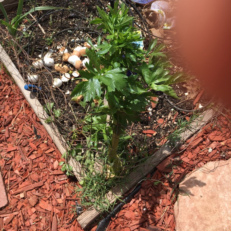 plant image 375979
