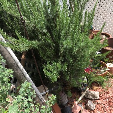 Rosemary