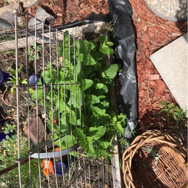 Lemon Balm