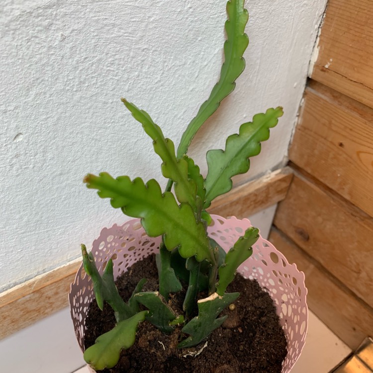 plant image 1054380