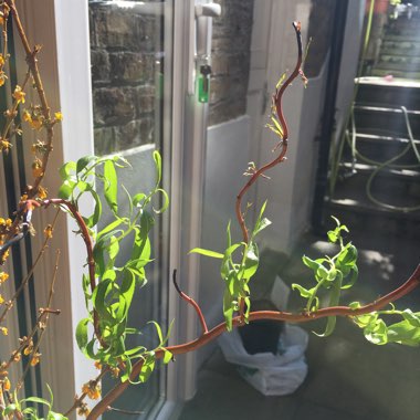 Lana's garden