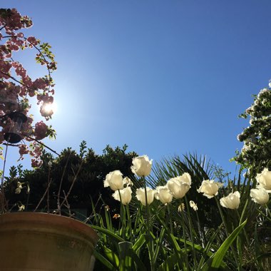 Lana's garden