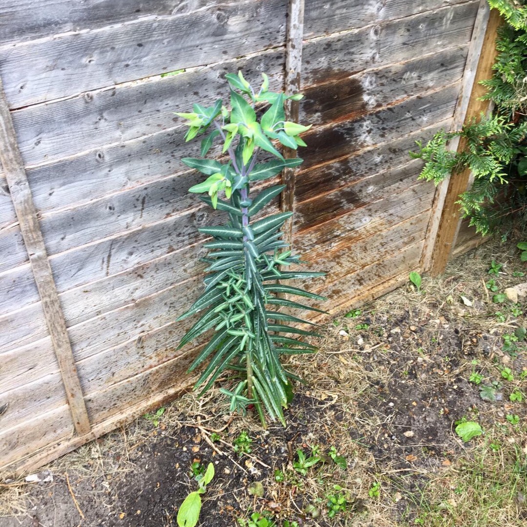 Lana's garden