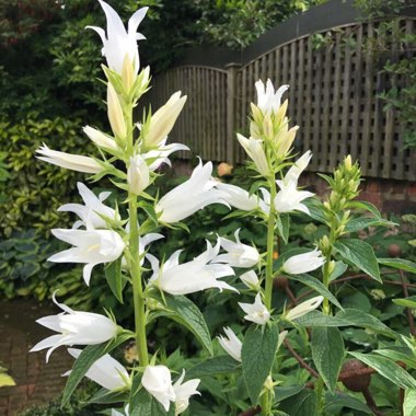 Lana's garden