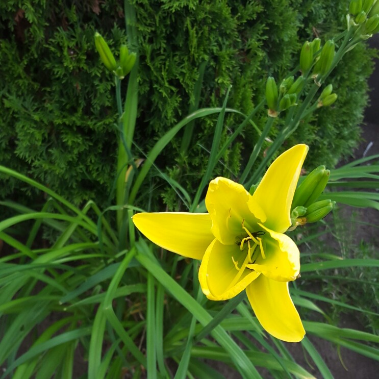 Daylily (Species) Citron Daylily