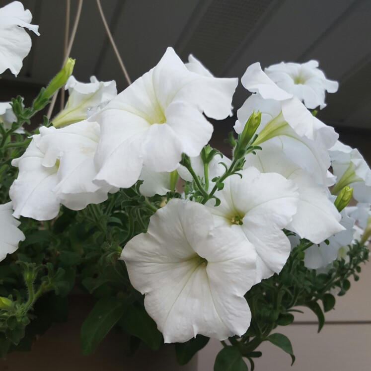 Petunia