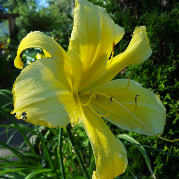 Plant image Hemerocallis citrina