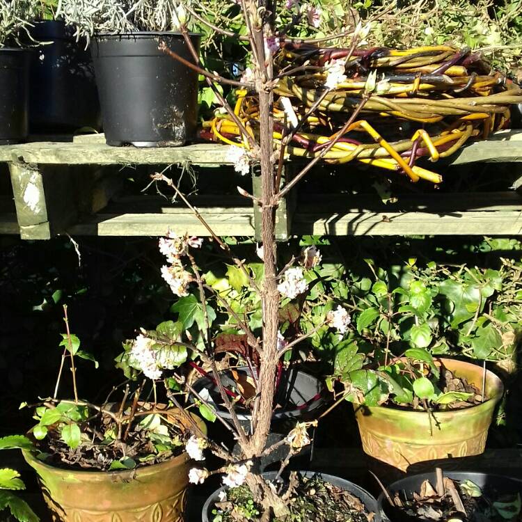 Plant image Viburnum x bodnantense