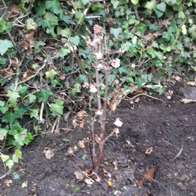 Plant image Viburnum x bodnantense