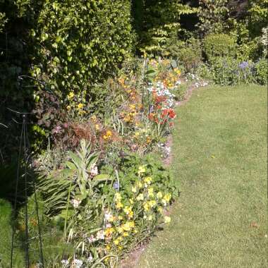 Allison's garden