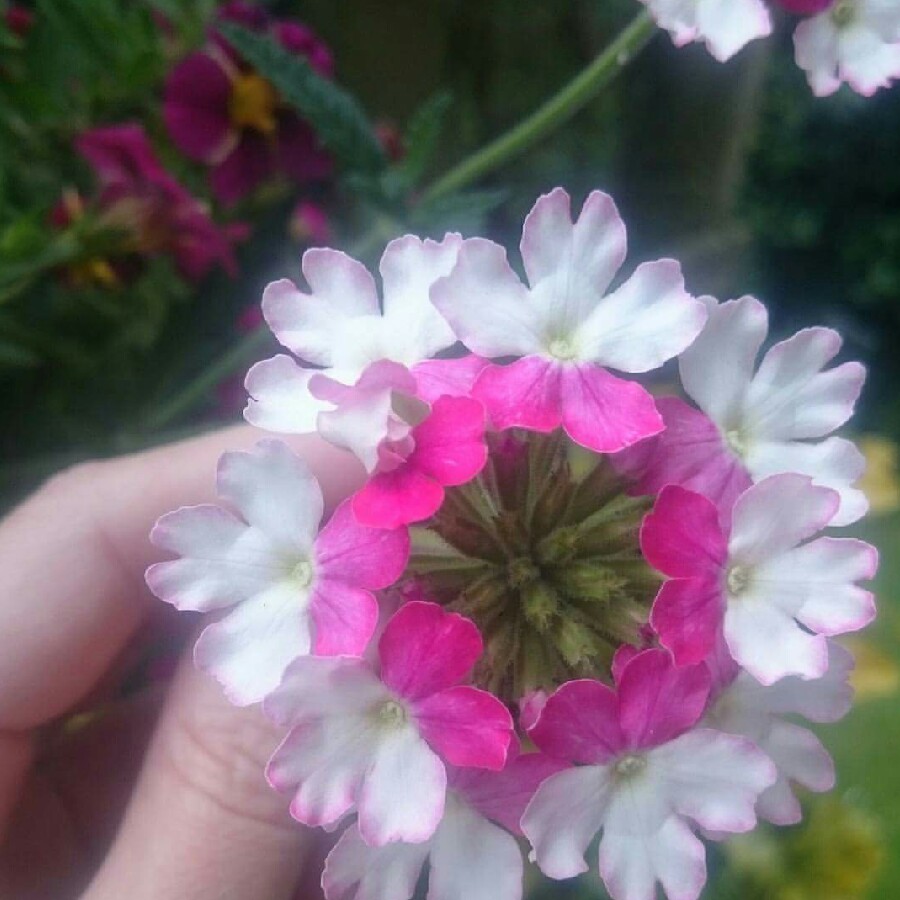 N's garden