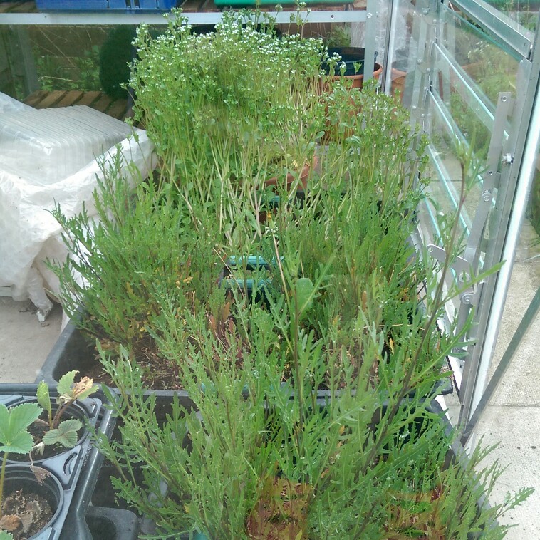 Plant image Eruca sativa