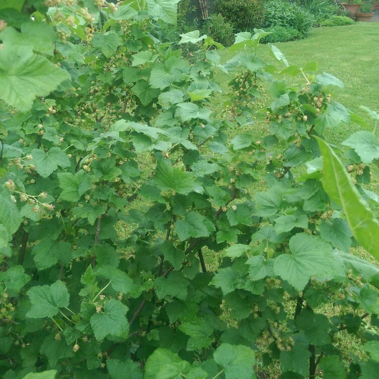 Blackcurrant