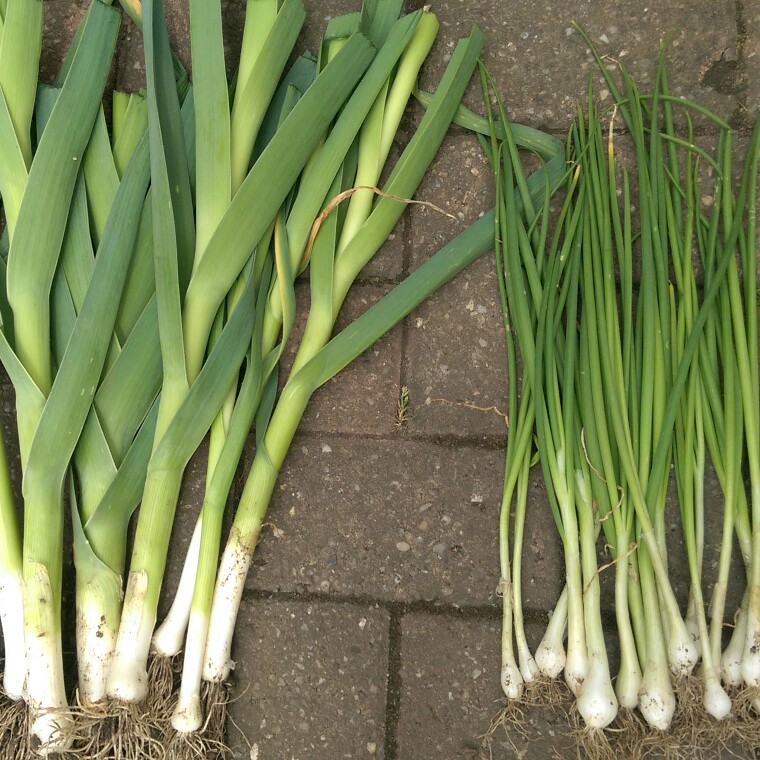 Plant image Allium porrum 'Musselburgh'