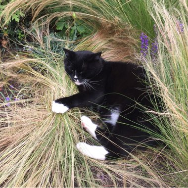 Rico's garden