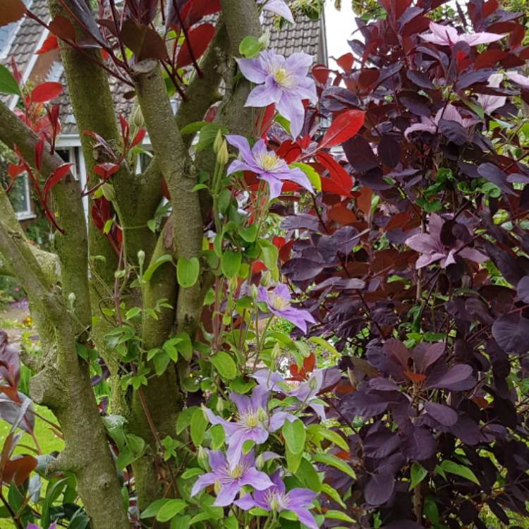 Plant image Clematis viticella 'Justa'