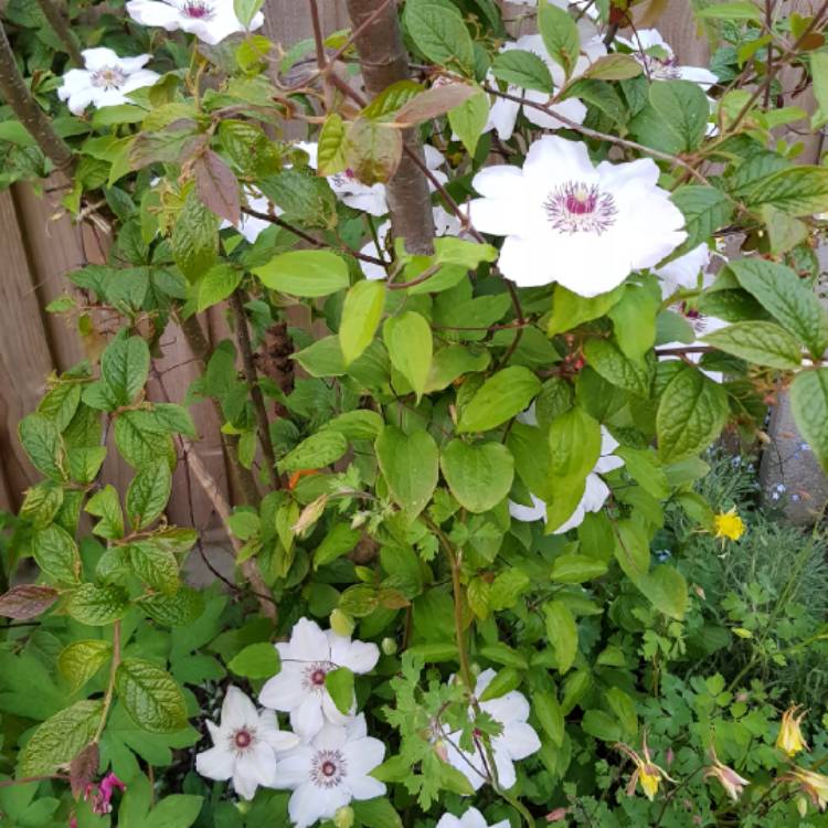 plant image 1165213