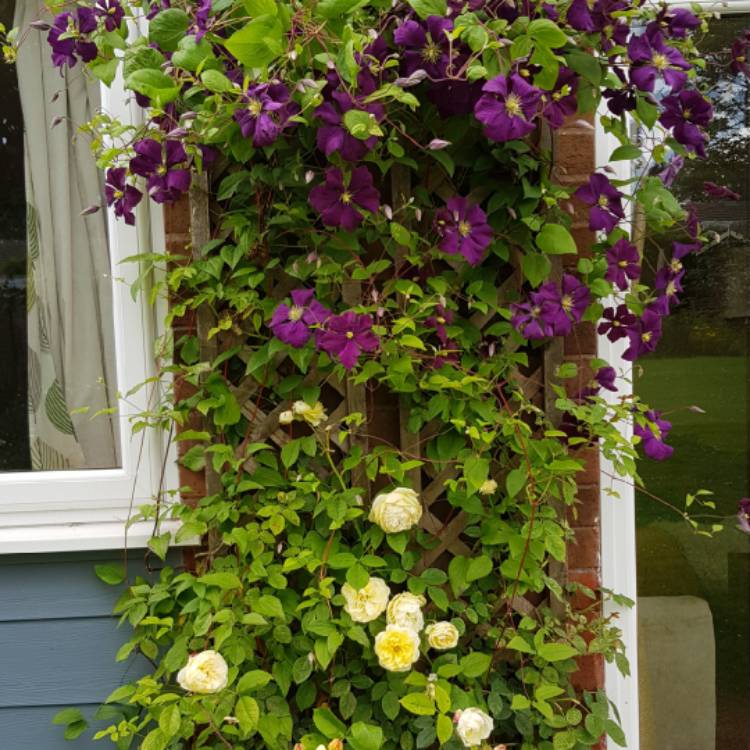 Plant image Clematis viticella 'Etoile Violette'