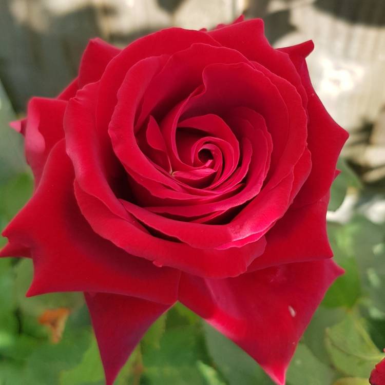 Plant image Rosa 'Royal William'