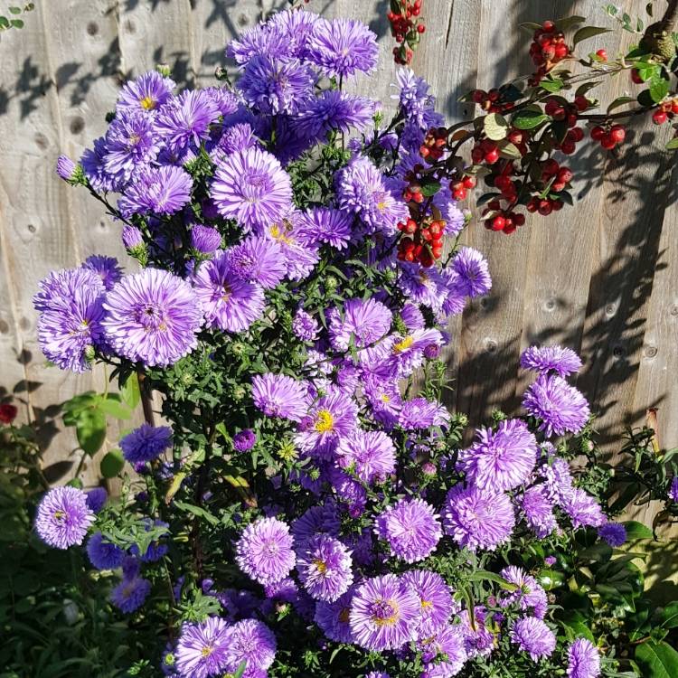 Plant image Aster novi-belgii 'Patricia Ballard' 