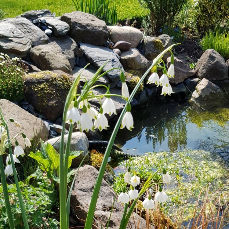 Plant image Leucojum