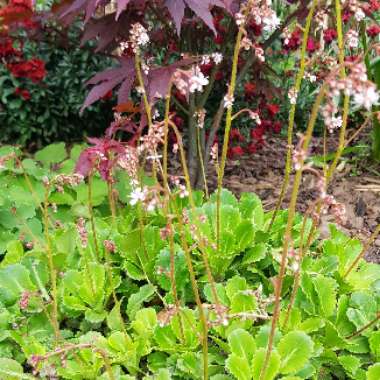 Saxifraga x urbium