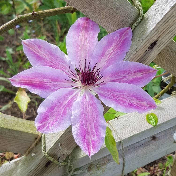 plant image 1301233