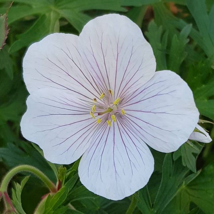 Plant image Geranium clarkei 'Kashmir White'