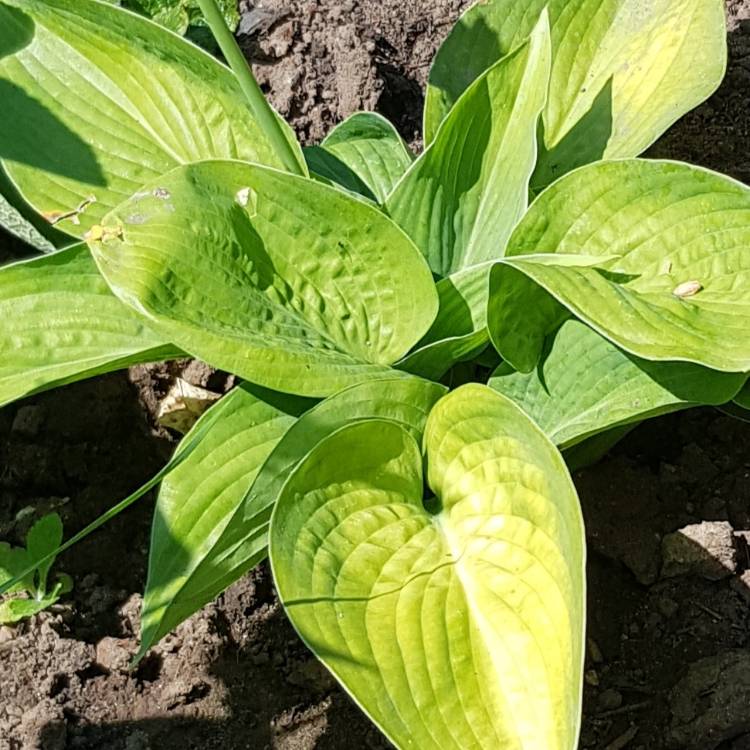 Plant image Hosta 'September Sun'