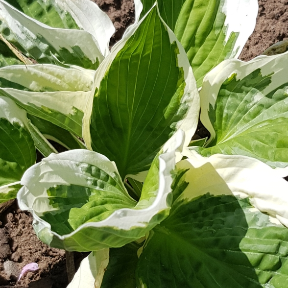 plant image 1332004