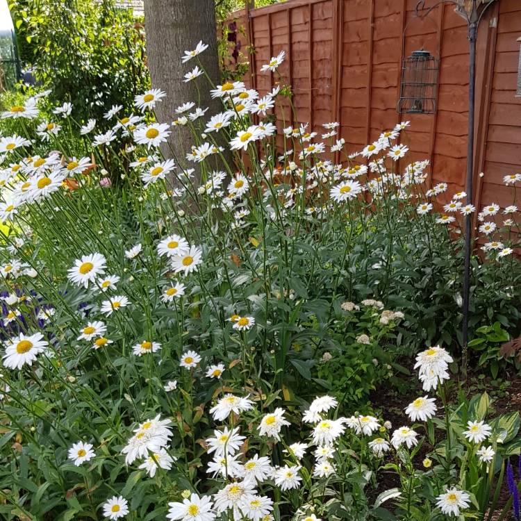 Plant image Leucanthemum x superbum 'Highland White Dream'