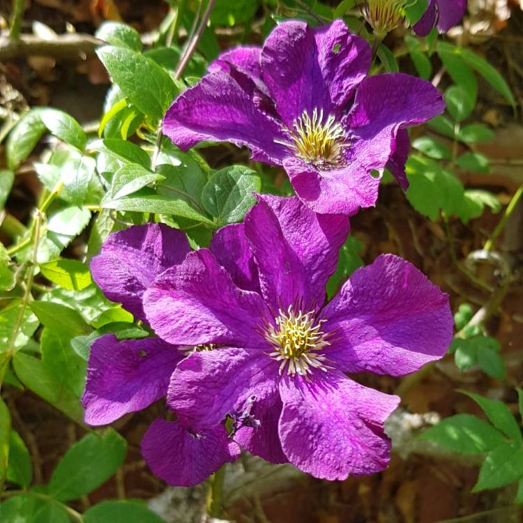 Plant image Clematis 'Dorothy Walton'