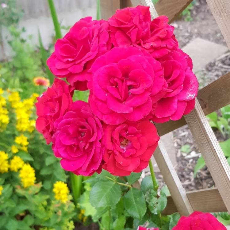 plant image 1391989