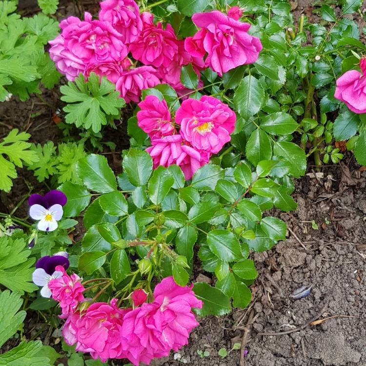 plant image 1391993