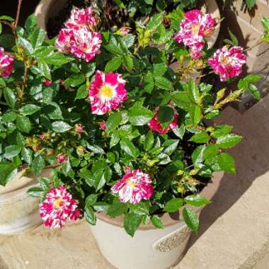 Rose 'Stars 'N' Stripes' (Miniature)