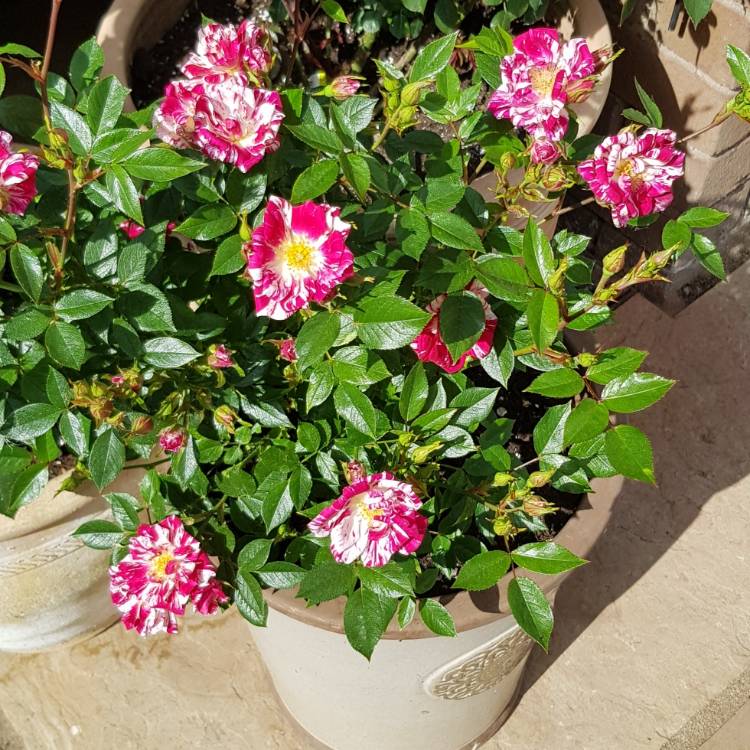 plant image 1392001