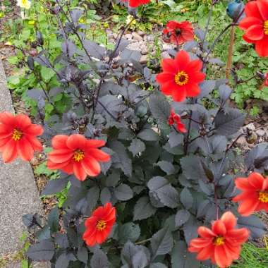 Dahlia 'Bishop's Children' (Single-flowered)